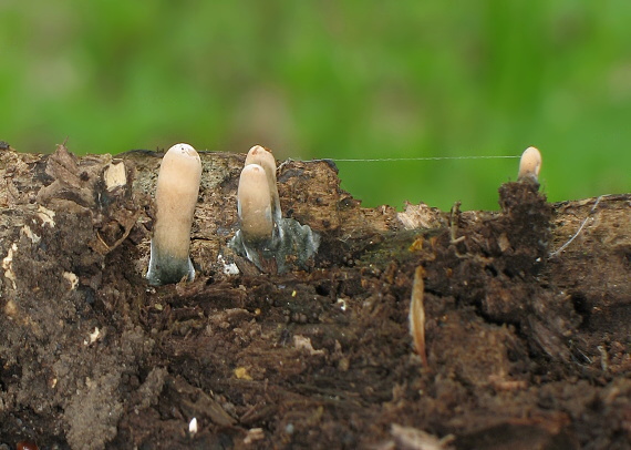 drevnatec Xylaria sp.