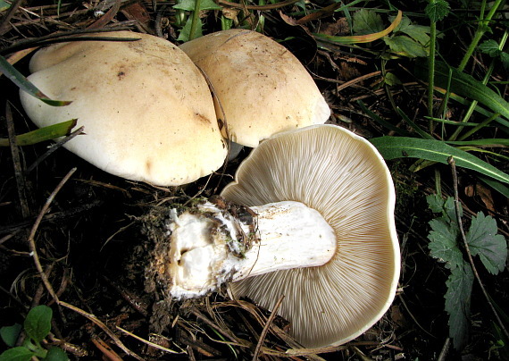 čírovnica májová Calocybe gambosa (Fr.) Donk