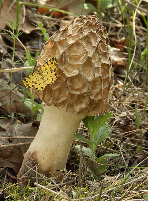 smrčok jedlý Morchella esculenta (L.) Pers.