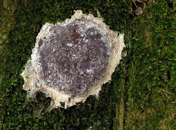 sieťnatka obyčajná Reticularia lycoperdon Bull.