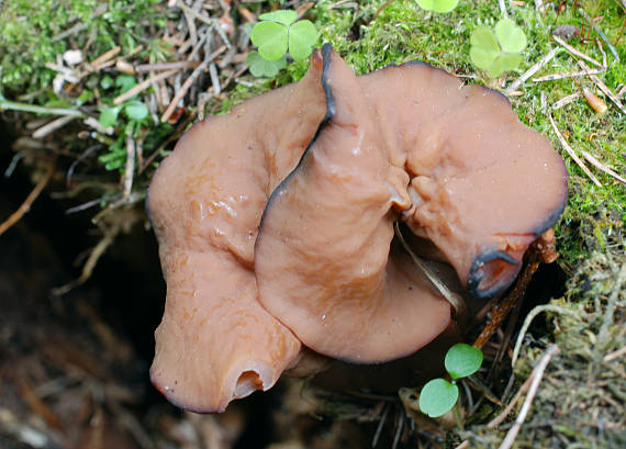 discinka hnedá Discina ancilis (Pers.) Sacc.