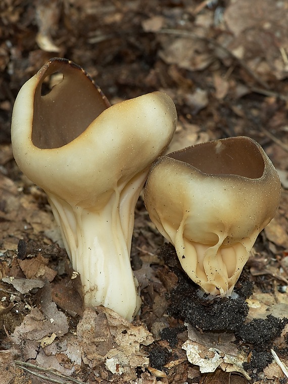 chriapač kalíškovitý Helvella acetabulum (L.) Quél.