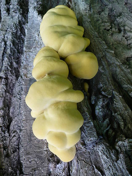 sírovec obyčajný Laetiporus sulphureus (Bull.) Murrill