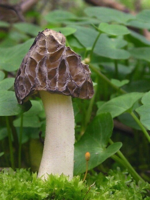 smrčok hybridný Morchella semilibera DC.