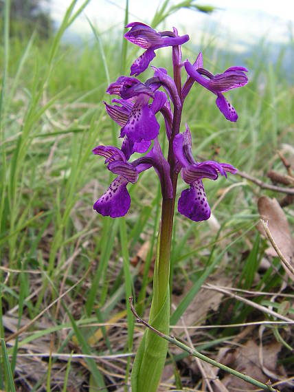 červenohlav obyčajný Anacamptis morio (L.) R. M. Bateman, A. M. Pringeon & M. W. Chase