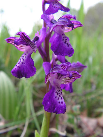 červenohlav obyčajný Anacamptis morio (L.) R. M. Bateman, A. M. Pringeon & M. W. Chase