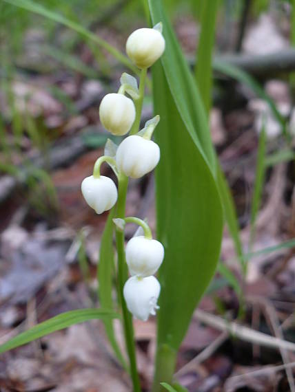 konvalinka voňavá Convallaria majalis L.