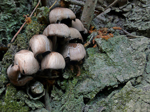 hnojník ligotavý Coprinellus micaceus (Bull.) Vilgalys, Hopple & Jacq. Johnson