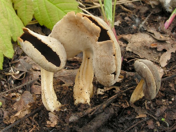 chriapač tmavý Helvella solitaria P. Karst.