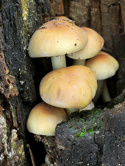 strapcovka zväzkovitá Hypholoma fasciculare (Huds.) P. Kumm.