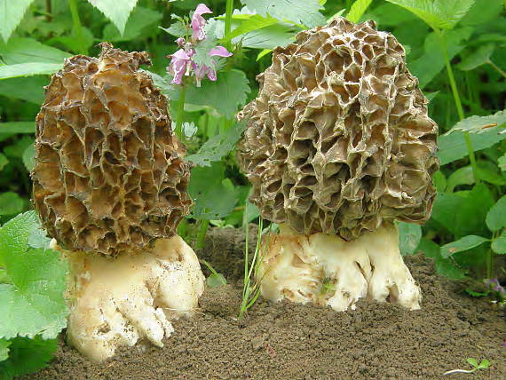 smrčok hrubohlúbikový Morchella crassipes (Vent.) Pers.