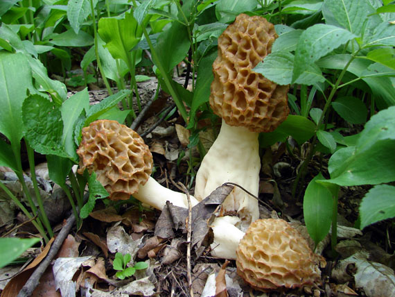 smrčok jedlý Morchella esculenta (L.) Pers.