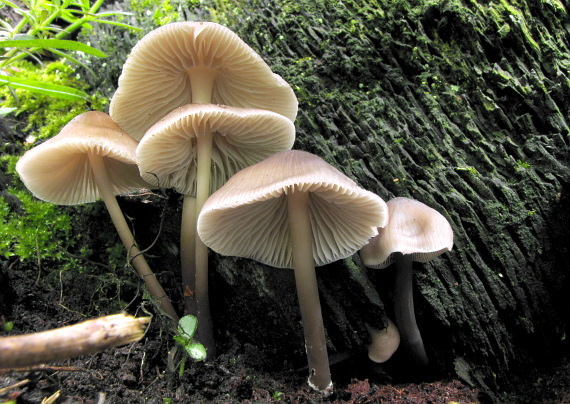 prilbička ružovolupeňová Mycena galericulata (Scop.) Gray