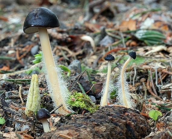 prilbička šišková Mycena strobilicola???