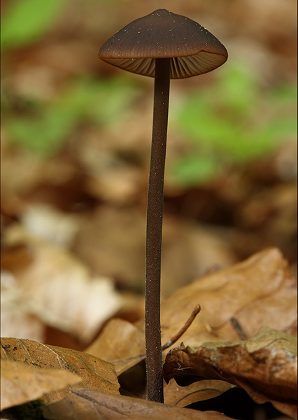 tanečnica cesnaková Mycetinis alliaceus (Jacq.) Earle ex A.W. Wilson & Desjardin