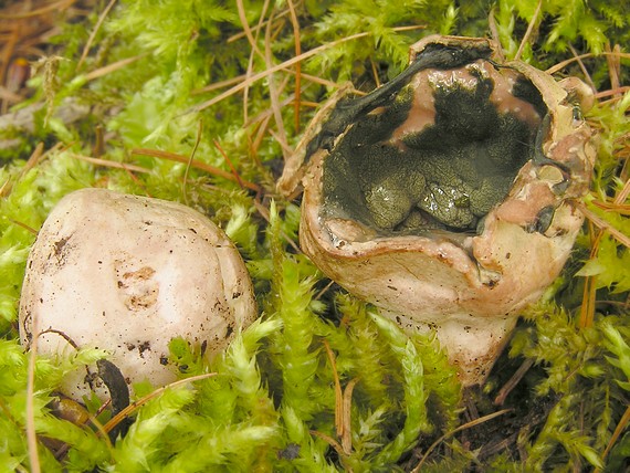 hadovkovec hruškovitý Phallogaster saccatus Morgan