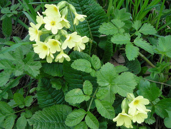 prvosienka vyššia Primula elatior (L.) L.