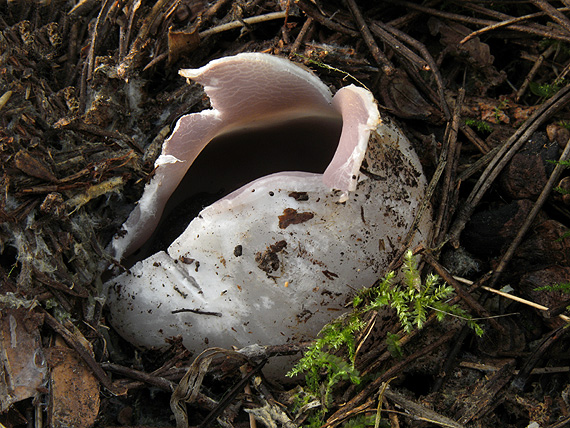 tulipánovka fialová Sarcosphaera coronaria (Jacq.) J. Schröt.