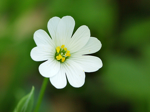 hviezdica veľkokvetá Stellaria holostea L.