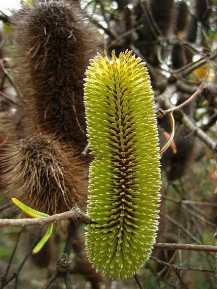 banksia z grampians Banksia integrifolia