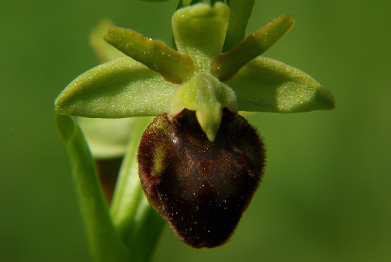 hmyzovník pavúkovitý Ophrys sphegodes Mill.