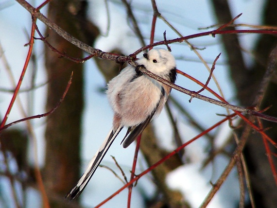 mlynárka dlhochvostá Aegithalos caudatus