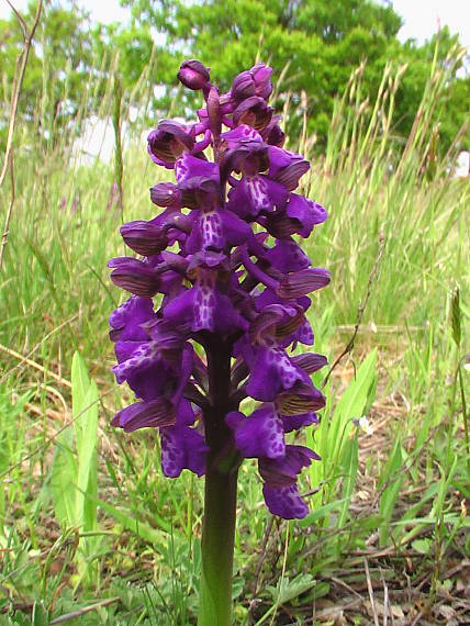 červenohlav obyčajný  Anacamptis morio (L.) R. M. Bateman, A. M. Pringeon & M. W. Chase