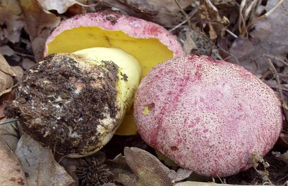 hríb kráľovský Butyriboletus regius (Krombh.) D. Arora & J.L. Frank