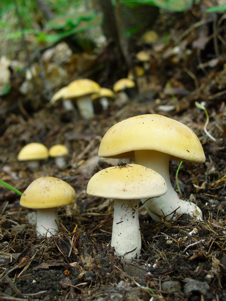 čírovnica májová Calocybe gambosa (Fr.) Donk