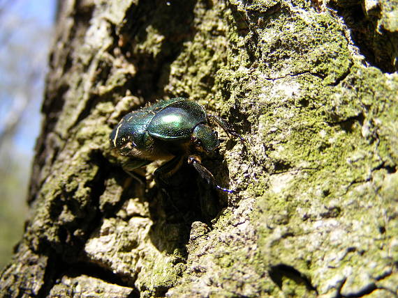 zlatoň obyčajný  Cetonia aurata