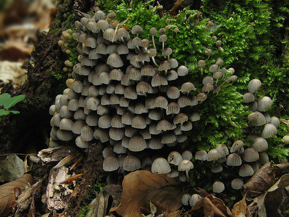 hnojník rozsiaty Coprinellus disseminatus (Pers.) J.E. Lange