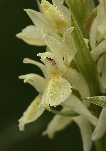 vstavačovec bazový Dactylorhiza sambucina (L.) Soó
