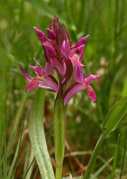 vstavačovec bazový Dactylorhiza sambucina (L.) Soó