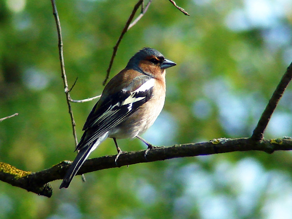 pinka lesná Fringilla coelebs