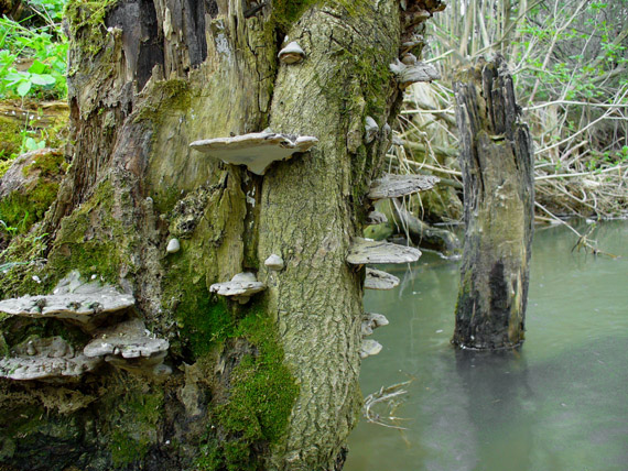 lesklokôrovka plochá Ganoderma applanatum (Pers.) Pat.