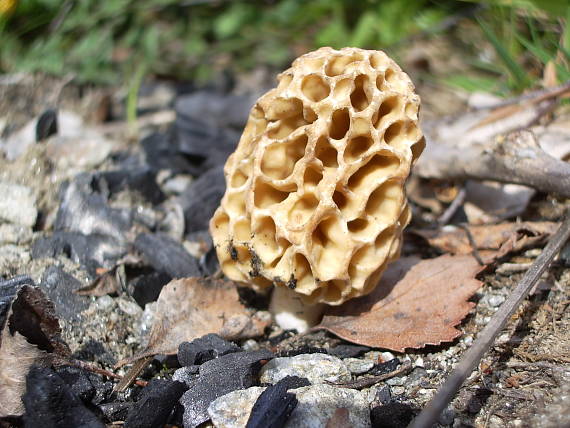 smrčok jedlý Morchella esculenta (L.) Pers.