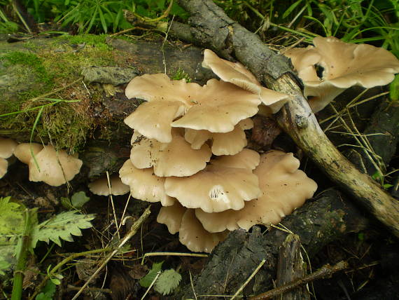 hliva lievikovitá Pleurotus cornucopiae (Paulet) Rolland