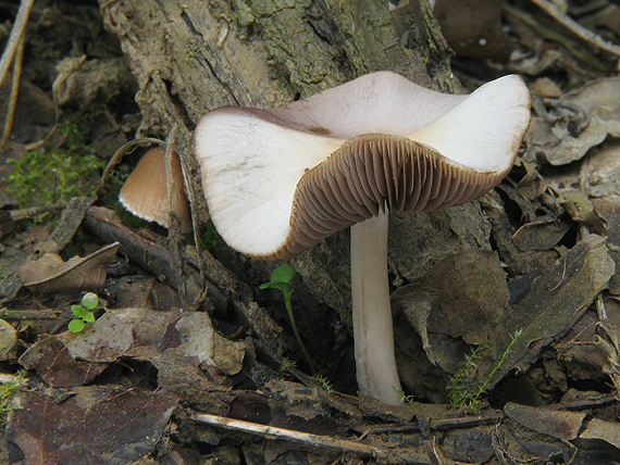 drobuľka Psathyrella sp.