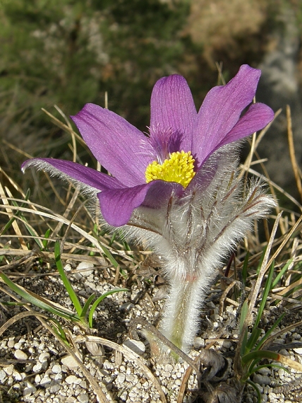 poniklec slovenský Pulsatilla slavica Reuss