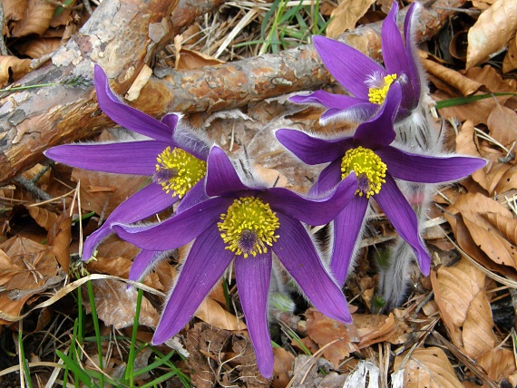 poniklec slovenský Pulsatilla slavica Reuss