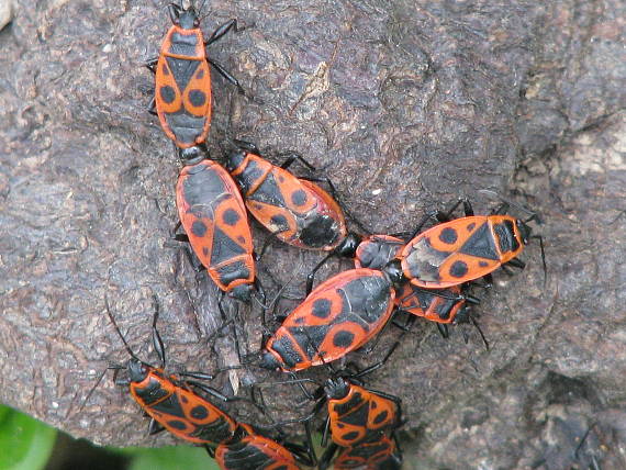 cifruša bezkrídla Pyrrhocoris apterus