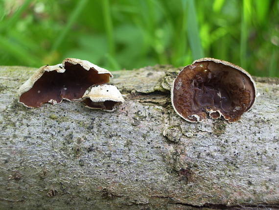 škľabka plstnatá Schizophyllum amplum (Lév.) Nakasone