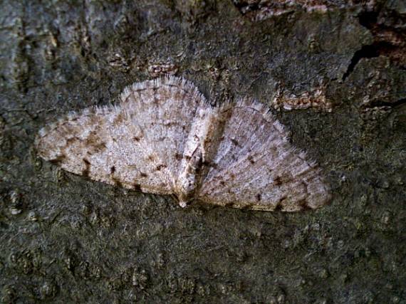 kôrovka jelšová Aethalura punctulata