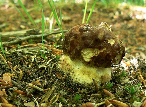 hríb sosnový Boletus pinophilus Pil. et Dermek in Pil.