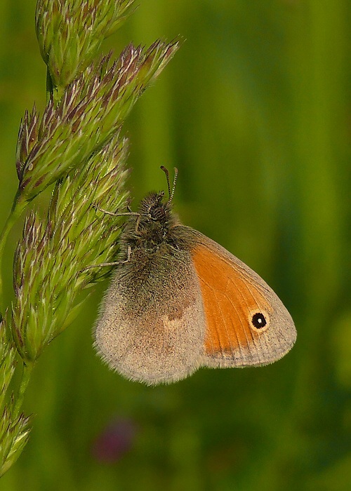 očkáň pohánkový Coenonympha pamphilus