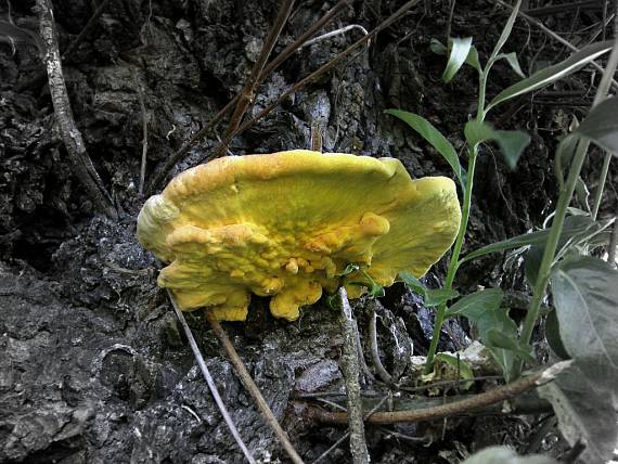 sírovec obyčajný Laetiporus sulphureus (Bull.) Murrill