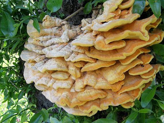 sírovec obyčajný Laetiporus sulphureus (Bull.) Murrill