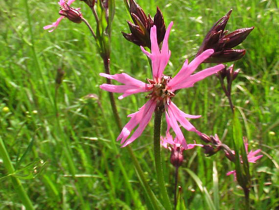 kukučka lúčna  Lychnis flos-cuculi L.