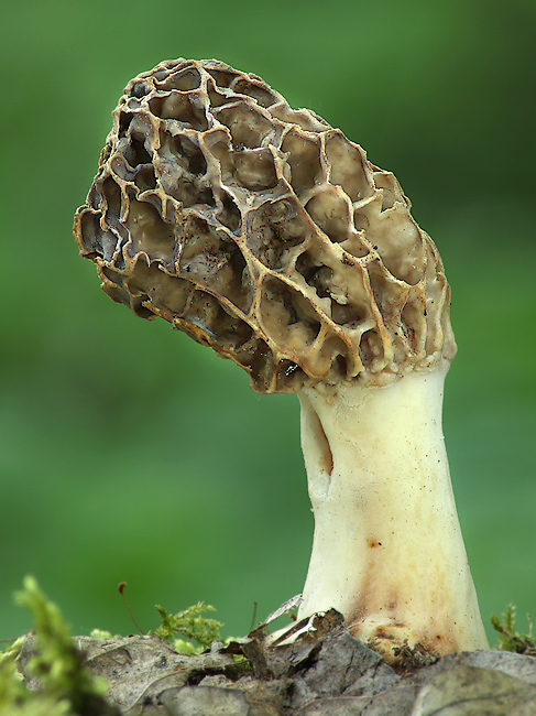 smrčok jedlý? Morchella esculenta?