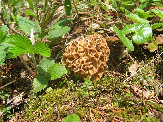 smrčok jedlý Morchella esculenta (L.) Pers.